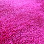 Picture of Garden Flower Purple 2x3 Rug